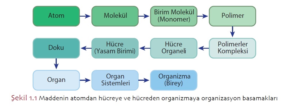 Maddenin atomdan hücreye ve hücreden organizmaya organizasyon basamakları