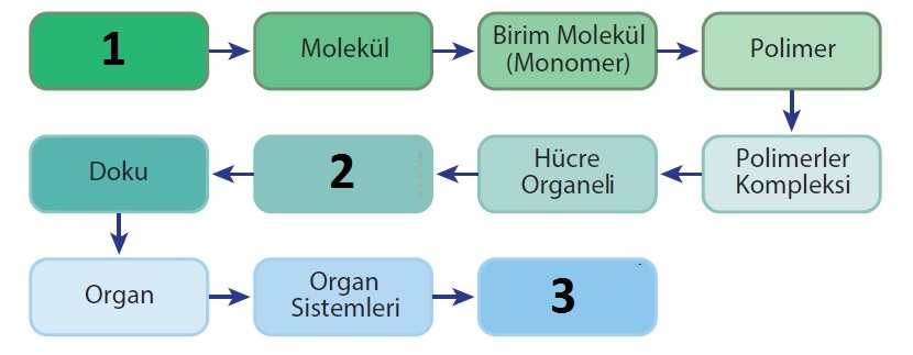 Maddenin atomdan hücreye ve hücreden organizmaya organizasyon basamakları