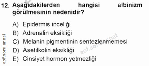 12. soru: Aşağıdakilerden hangisi albinizm görülmesinin nedenidir? A) Epidermis inceliği B) Adrenalin eksikliği C) Melanin pigm…