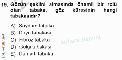19. soru: Gözün şeklini almasında önemli bir rolü olan tabaka, göz küresinin hangi tabakasıdır? A) Saydam tabaka B) Duyu tabaka…