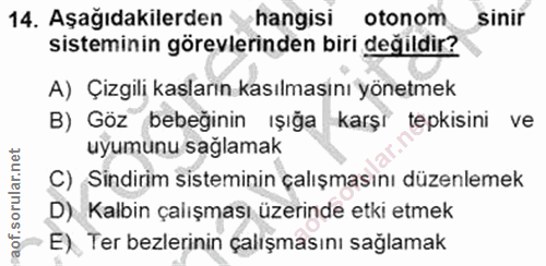 14. soru: Aşağıdakilerden hangisi otonom sinir sisteminin görevlerinden biri değildir? A) Çizgili kasların kasılmasını yönetmek…