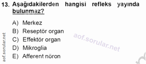13. soru: Aşağıdakilerden hangisi refleks yayında bulunmaz? A) Merkez B) Reseptör organ C) Effektör organ D) Mikroglia E) Affer…