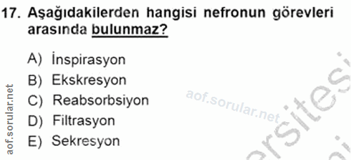 17. soru: Aşağıdakilerden hangisi nefronun görevleri arasında bulunmaz? A) Inspirasyon B) Ekskresyon C C) Reabsorbsiyon D) Filt…