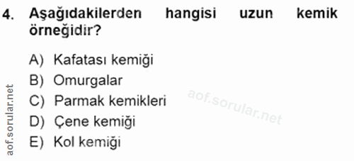 4. soru: Aşağıdakilerden hangisi uzun Kemik örneğidir? A) Kafatası kemiği B) Omurgalar C) Parmak kemikleri D) Çene kemiği E) K…