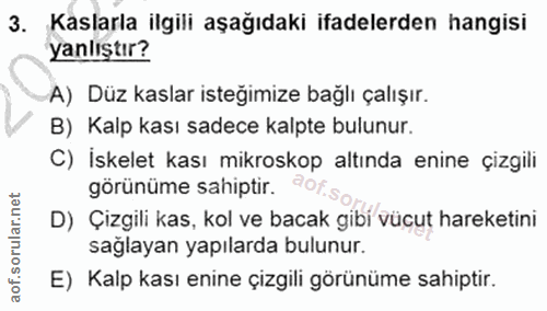 3. soru: Kaslarla ilgili aşağıdaki ifadelerden hangisi yanlıştır? A) Düz kaslar isteğimize bağlı çalışır. B) Kalp kası sadece…