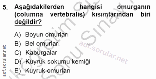 5. soru: Aşağıdakilerden hangisi omurganin (columna vertebralis) kısımlarından biri değildir? A) Boyun omurları B) Bel omurlar…