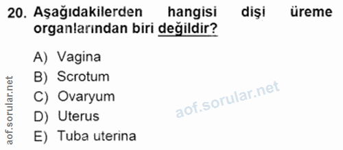 20. soru: Aşağıdakilerden hangisi dişi üreme organlarından biri değildir? A) Vagina rular.net B) Scrotum C) Ovaryum D) Uterus a…
