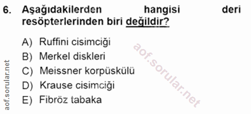 6. soru: Aşağıdakilerden hangisi deri resöpterlerinden biri değildir? A) Ruffini cisimciği B) Merkel diskleri C) Meissner korp…