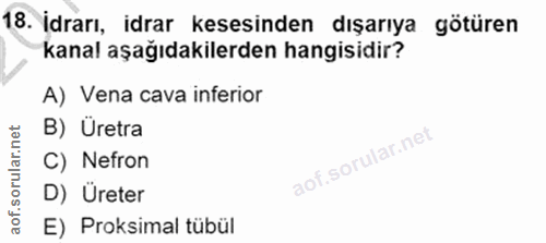 18. soru: İdrarı, idrar kesesinden dışarıya götüren kanal aşağıdakilerden hangisidir? A) Vena cava inferior B) Uretra C) Nefron…