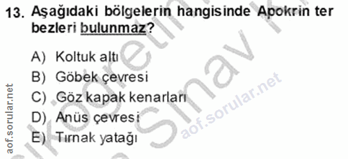13. soru: Aşağıdaki bölgelerin hangisinde Apokrin ter bezleri bulunmaz? A) Koltuk altı B) Göbek çevresi C). Göz kapak kenarları…