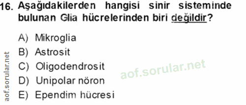 16. soru: Aşağıdakilerden hangisi sinir sisteminde bulunan Glia hücrelerinden biri değildir? A) Mikroglia B) Astrosit C) Oligod…
