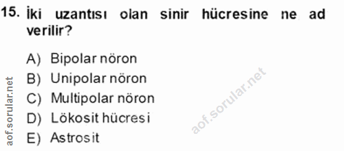 15. soru: İki uzantısı olan sinir hücresine ne ad verilir? A) Bipolar nöron B) Unipolar nöron C) Multipolar nöron D) Lökosit hü…