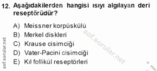 12. soru: Aşağıdakilerden hangisi ısıyı algılayan deri reseptörüdür? A) Meissner korpüskülü B) Merkel diskleri C) Krause cisimc…