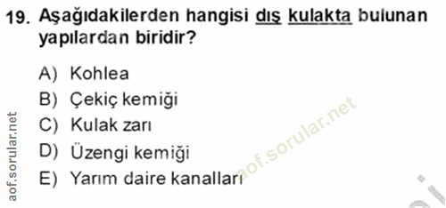 19. soru: Aşağıdakilerden hangisi dış kulakta bulunan yapılardan biridir? A) Kohlea B) Çekiç kemiği C) Kulak zarı D) Üzengi kemiği