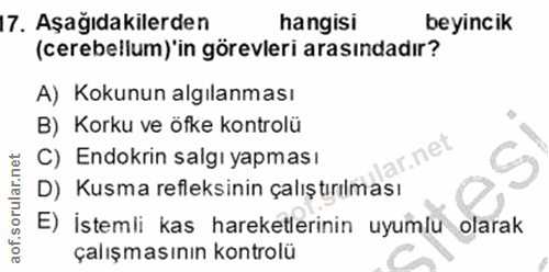 17. soru: Aşağıdakilerden hangisi beyincik (cerebellum) 'in görevleri arasındadır? A) Kokunun algılanması B) Korku ve öfke kont…