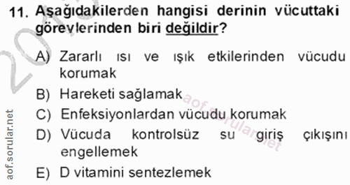 11. soru: Aşağıdakilerden hangisi derinin vücuttaki görevlerinden biri değildir? A) Zararlı ısı ve ışık etkilerinden vücudu kor…