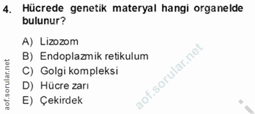 4. soru: Hücrede genetik materyal hangi organelde bulunur? A) Lizozom B) Endoplazmik retikulum C) Golgi kompleksi D) Hücre zar…