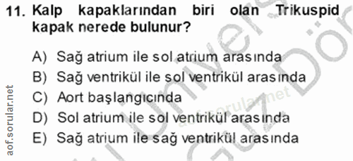 11. soru: Kalp kapaklarından biri olan Trikuspid kapak nerede bulunur? A) Sağ atrium ile sol atrium aras ında B) Sag ventrikül…