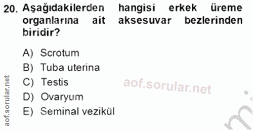 20. soru: Aşağıdakilerden hangisi erkek üreme organlarına ait aksesuvar bezlerinden biridir? A) Scrotum B) Tuba uterina C) Test…