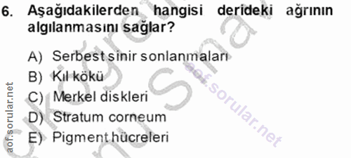 6. soru: Aşağıdakilerden hangisi derideki ağrının algılanmasını sağlar? A) Serbestsinir sonlanmalar B) Kıl kökü C) Merkel disk…