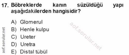 17. soru: Böbreklerde kanın süzüldüğü yapı aşağıdakilerden hangisidir? A) Glomerul B) Henle kulpu C) Ureter D) Uretra E) Distal…