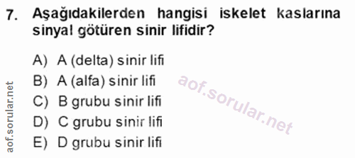 7. soru: Aşağıdakilerden hangisi iskelet kaslarına sinyal götüren sinir lifidir? A) A (delta) sinir lifi B) A (alfa) sinir lif…