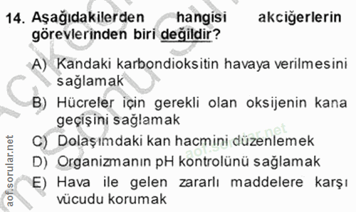 14. soru: Aşağıdakilerden hangisı akcigerlerin görevlerinden biri degildir? A) Kandaki karbondioksitin havaya verilmesini sağla…