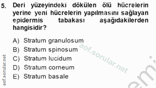 5. soru: Deri yüzeyindeki dökülen ölü hücrelerin yerine yeni hücrelerin yapılmasını sağlayan epidermis tabakası aşağıdakilerde…