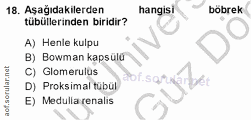 18. soru: Aşağıdakilerden hangisi böbrek tübüllerinden biridir? A) Henle kulpu B) Bowman kapsülü Glomerulus dof sarwarbét D) Pr…