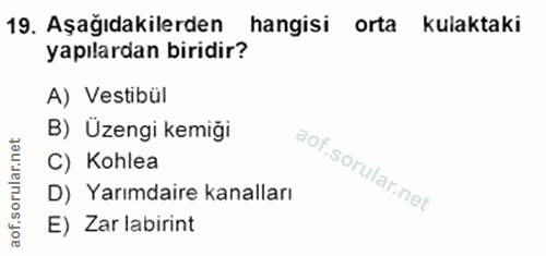 19. soru: Aşağıdakilerden hangisi orta kulaktaki yapılardan biridir? A) Vestibül B) Üzengi kemiği C) Kohlea D) Yarımdaire kanal…