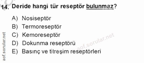 14. soru: Deride hangi tür reseptör bulunmaz? A) Nosiseptör B) Termoreseptör C) Kemoreseptör f. D) Dokunma reseptörü E) Basınç…