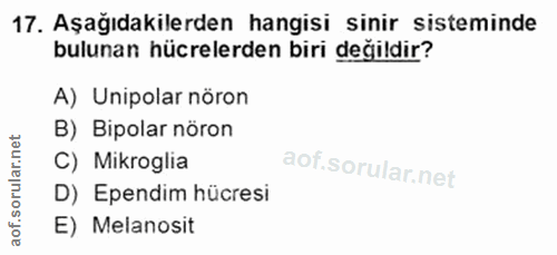 17. soru: Aşağıdakilerden hangisi sinir sisteminde bulunan hücrelerden biri değildir? A) Unipolar nöron net B) Bipolar nöron ar…
