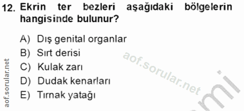 12. soru: Ekrin ter bezleri aşağıdaki bölgelerin hangisinde bulunur? A) Dış genital organlar B) Sırt derisi C) Kulak zarı D) Du…