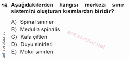 16. soru: Aşağıdakilerden hangisi merkezi sinir sistemini oluşturan kısımlardan biridir? A) Spinal sinirler B) Medulla spinalis…