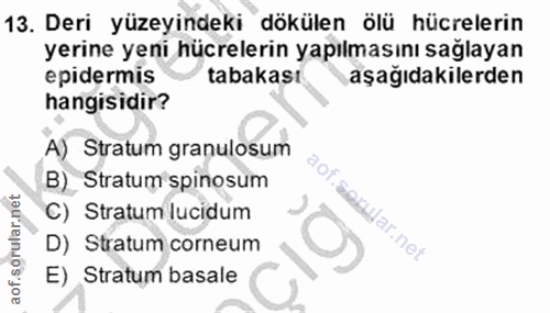 13. soru: Deri yüzeyindeki dökülen ölü hücrelerin yerine yeni hücrelerin yapılmasını sağlayan epidermis tabakası aşağıdakilerde…
