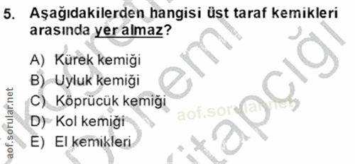 5. soru: Aşağıdakilerden hangisi üst taraf kemikleri arasında yeralmaz? A) Kürek kemiği B) Uyluk kemiği pçıg C) Köprücük kemiğ…