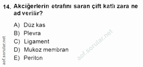 14. soru: Akciğerlerin etrafını saran çift katlı zara ne ad verilir? A) Düz kas B) Plevra rular.net C) Ligament D) Mukoz membra…