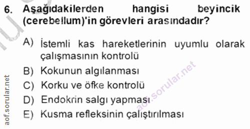6. soru: Aşağıdakilerden hangisi beyincik (cerebellum)'in görevleri arasindadır? A) İstemli kas hareketlerinin uyumlu olarak ç…