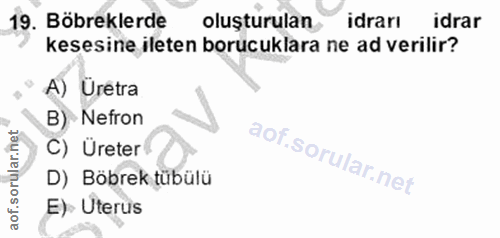 19. soru: Böbreklerde oluşturulan idrarı idrar kesesine ileten boruculara ne ad verilir? A) Urétra B) Nefron C) Üreter D) Böbre…