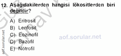 12. soru: Aşağıdakilerden hangisi lökositlerden biri değildir? A) Eritrosit B) Lenfosit C) Eozinofil D) Bazofil E) Nötrofil