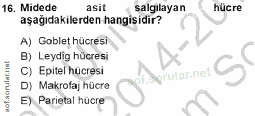 16. soru: Midede asit salgılayan hücre aşağıdakilerden hangisidir? A) Goblet hücresi B) Leydig hücresi C) Epitel hücresi f.Spru…