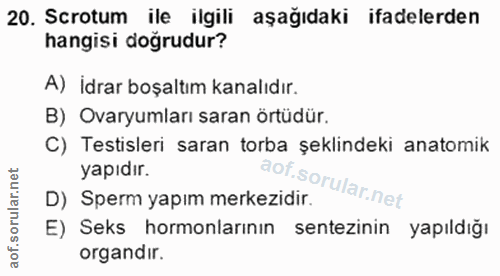 20. soru: Scrotum ile ilgili aşağıdaki ifadelerden hangisi doğrudur? A) İdrar boşaltım kanalıdır. B) Ovaryumları saran örtüdür.…