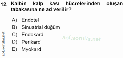 12. soru: Kalbin kalp kası hücrelerinden oluşan tabakasına ne ad verilir? A) Endotel B) Sinuatrial düğüm et C) Endokard D) Peri…