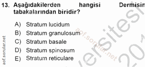 13. soru: Aşağıdakilerden hangisi Dermisir tabakalarından biridir? A) Stratum lucidum isites' B) Stratum granulosum Stratum bas…
