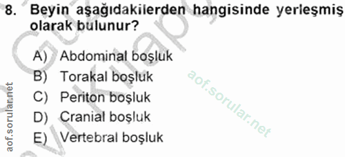 8. soru: Beyin aşağıdakilerden hangisinde yerleşmiş olarak bulunur? A) Abdominal boşluk B) Torakal boşluk C) Periton boşluk D)…