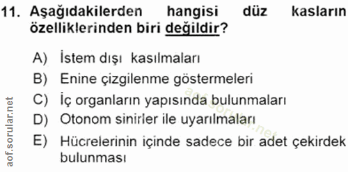 11. soru: Aşağıdakilerden hangisi düz kasların özelliklerinden biri değildir? A) Istem dışı kasılmaları B) Enine çizgilenme gös…
