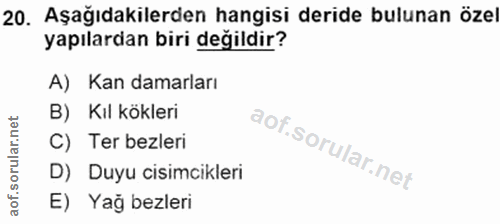 20. soru: Aşağıdakilerden hangisi deride bulunan özel yapılardan biri değildir? A) Kan damarları B) Kıl kökleri C) Ter bezleri…