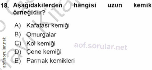 18. soru: Aşağıdakilerden hangisi uzun kemik örneğidir? A) Kafatası kemiği B) Omurgalar C) Kol kemiği D) Çene kemiği E) Parmak…