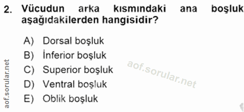 2. soru: Vücudun arka kısmındaki ana boşluk aşağıdakilerden hangisidir? A) Dorsal boşluk B) İnferior boşluk C) Superior boşluk…