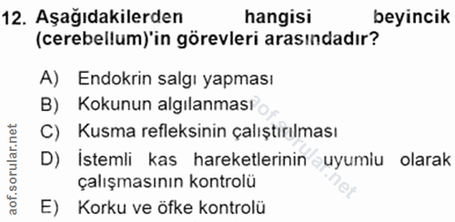 12. soru: Aşağıdakilerden hangisi beyincik (cerebellum)'in görevleri arasındadır? A) Endokrin salgı yapması B) Kokunun algılanm…
